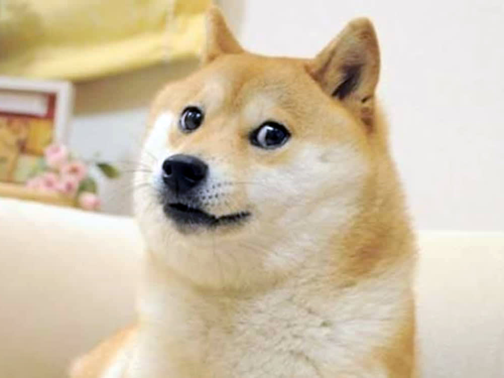 Dogeburn
